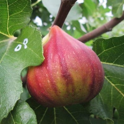 Ficus carica 'Osborn Prolific' – Füge
