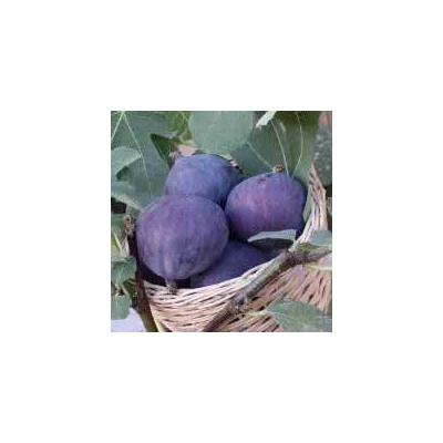 Ficus carica 'Smyrna' – Füge