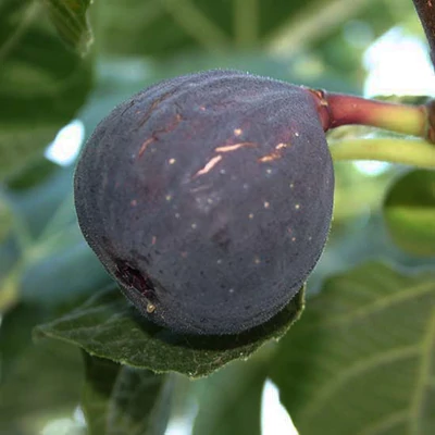 Ficus carica 'Sultane' (syn.:'Bellone Bifére', 'Dark Sultane', 'Grosse de Juillet', 'Noire de Bellone', 'Noiret de Juillet', 'Schwarze Julifeige') – Füge