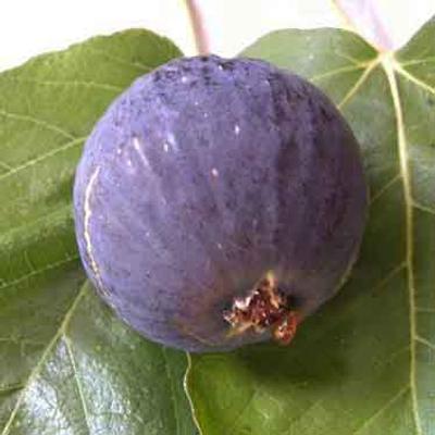 Ficus carica 'Turca' – Füge