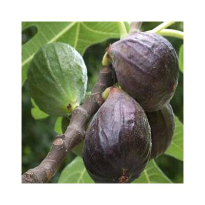 Ficus carica 'Violette de Sollies – Füge