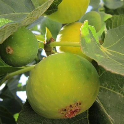 Ficus carica 'Desert King' (syn.:'Charlie', 'King', 'White King') – Füge