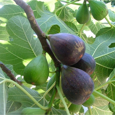 Ficus carica 'Noire de Caromb' (syn.:'Argusela', 'Douqueira Negra', 'Monginenco', 'Perroquière', 'Perroquine', 'Violette Perruquine') – Füge