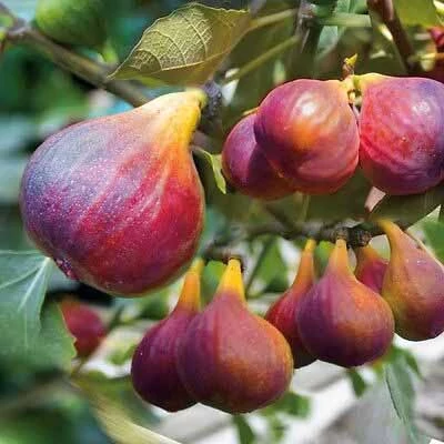 Ficus 'Viola' – Füge