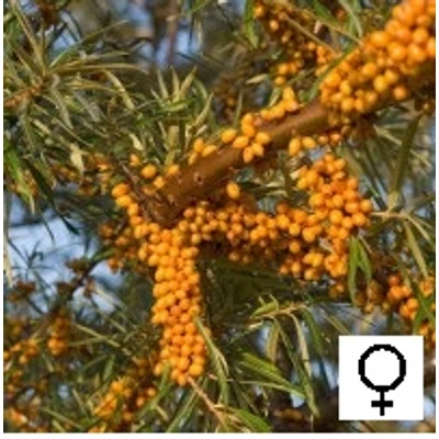 Hippophae rhamnoides 'Hergo' - Homoktövis, termős