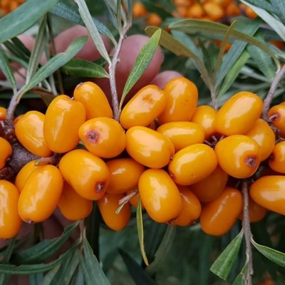 Hippophae rhamnoides 'Eva' – Homoktövis