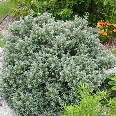 Hippophae rhamnoides 'Hikul' – Gömb alakú homoktövis (porzós)