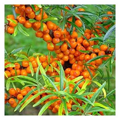 Hippophae rhamnoides 'Julia' – Homoktövis (termős)