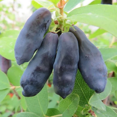 Lonicera caerulea 'Blue Banana' – Kék mézbogyó