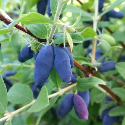 Lonicera caerulea 'Blue Pagoda' – Kék mézbogyó
