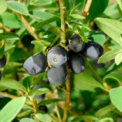 Lonicera caerulea 'Blue Sea' – Kék mézbogyó