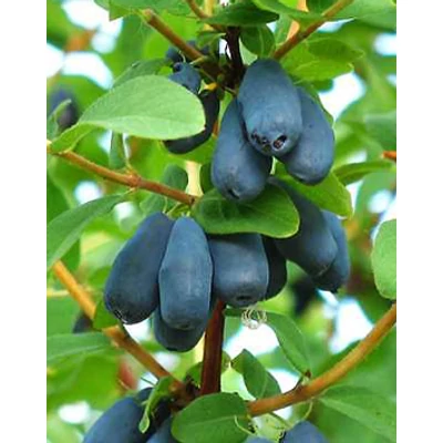 Lonicera caerulea 'Blue Star' - Kék mézbogyó