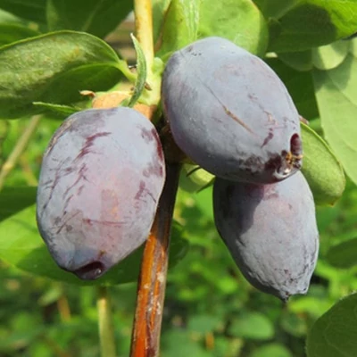Lonicera caerulea 'Blue Treasure' – Kék mézbogyó