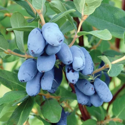 Lonicera caerulea 'Boreal Beauty' – Kék mézbogyó