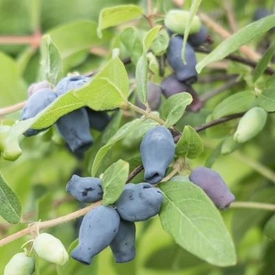 Lonicera caerulea 'Martin' – Kék mézbogyó