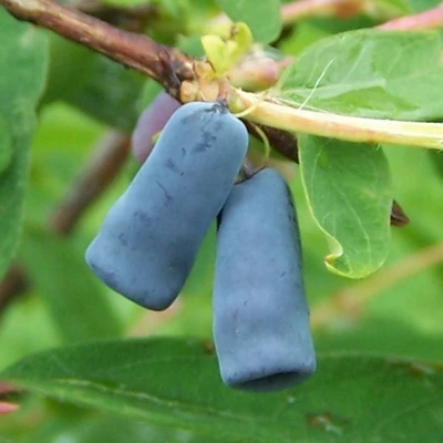 Lonicera caerulea 'Sortenmix' – Kék mézbogyó (vegyes fajták)