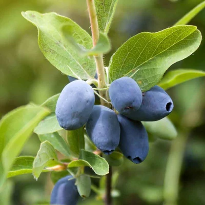 Lonicera caerulea 'Strawberry Sensation' – Kék mézbogyó