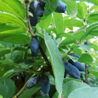 Lonicera caerulea var. kamtschatica (syn.: Lonicera kamtschatica) 'Atut' – Kamcsatkai mézbogyó