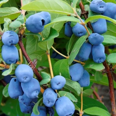Lonicera caerulea var. kamtschatica (syn.: Lonicera kamtschatica) 'Docz Velikana' – Kamcsatkai mézbogyó