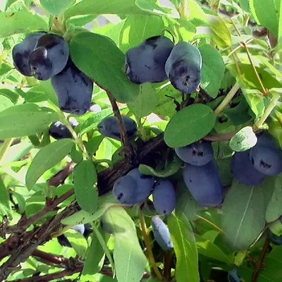 Lonicera caerulea var. kamtschatica (syn.: Lonicera kamtschatica) 'Krupnopladnaya' – Kamcsatkai mézbogyó