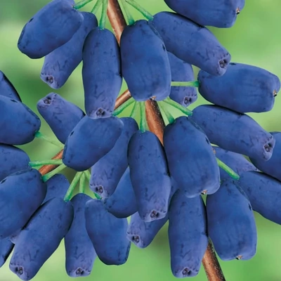 Lonicera caerulea var. kamtschatica (syn.: Lonicera kamtschatica) 'Zielona' – Kamcsatkai mézbogyó