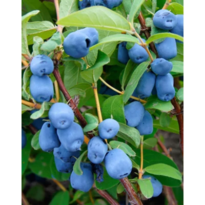 Lonicera 'Haskap' - Kék mézbogyó