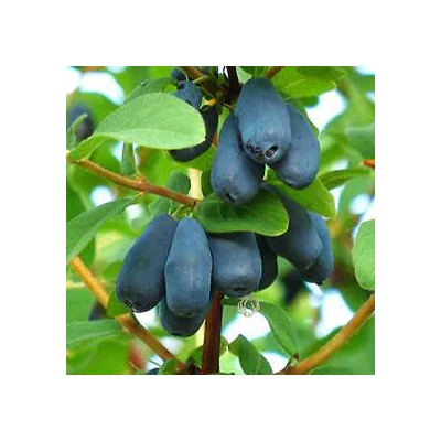 Lonicera caerulea var. kamtschatica (syn.: Lonicera kamtschatica) 'Blue Star' – Kamcsatkai mézbogyó