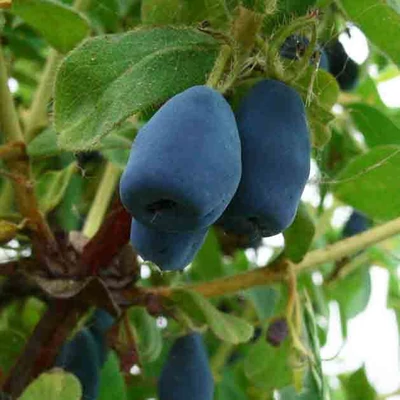 Lonicera caerulea var. kamtschatica (syn.: Lonicera kamtschatica) 'Indigo Gem' – Kamcsatkai mézbogyó