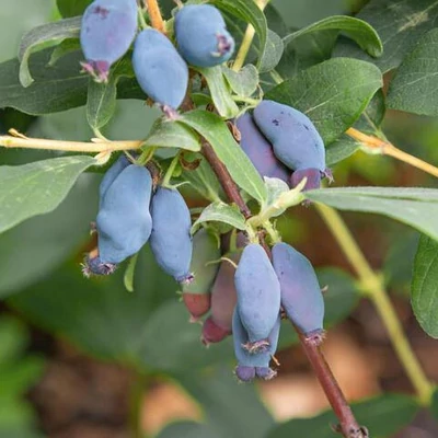 Lonicera caerulea var. kamtschatica (syn.: Lonicera kamtschatica) 'Leningradskij Kulon' – Kamcsatkai mézbogyó
