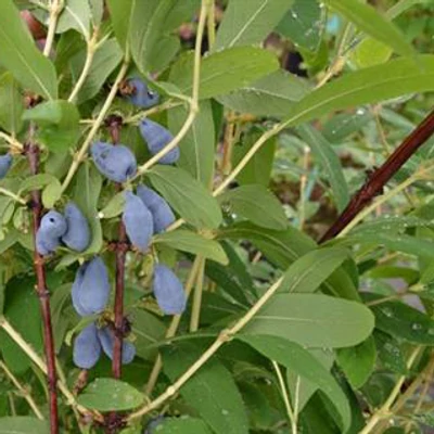Lonicera caerulea var. kamtschatica (syn.: Lonicera kamtschatica) 'Siniczka' – Kamcsatkai mézbogyó