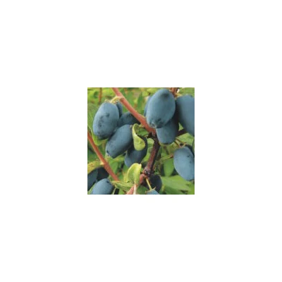 Lonicera caerulea var. kamtschatica (syn.: Lonicera kamtschatica) 'Sinoglaska' – Kamcsatkai mézbogyó