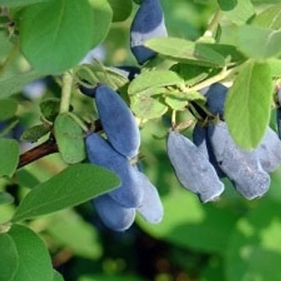 Lonicera caerulea var. kamtschatica (syn.: Lonicera kamtschatica) 'Woloszebnica' – Kamcsatkai mézbogyó