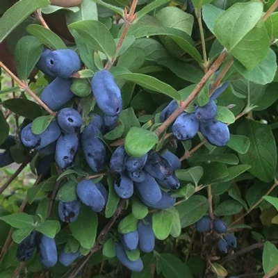 Lonicera caerulea var. kamtschatica (syn.: Lonicera kamtschatica) 'Aurora' – Kamcsatkai mézbogyó