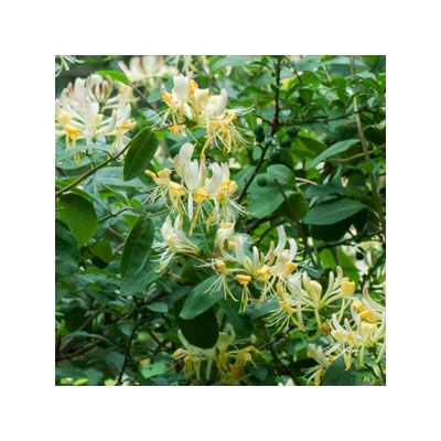 Lonicera periclymenum – Búbos lonc