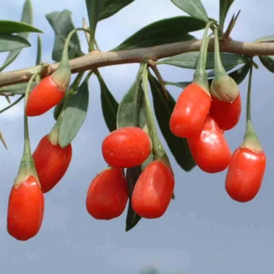 Lycium barbarum 'Goliat' - Goji bogyó