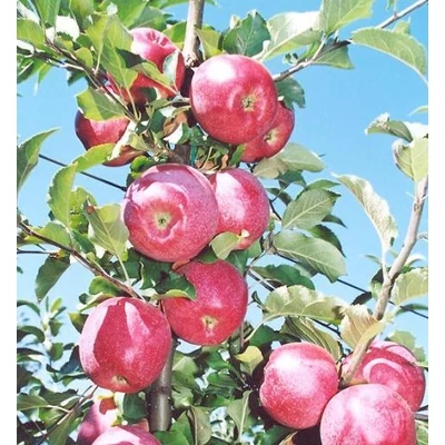 'Florina' (syn.: 'Querina') rezisztens almafa