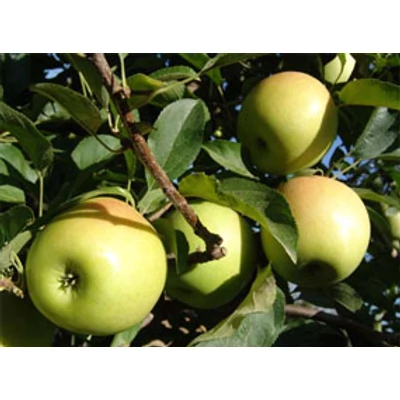 'Golden Reinders' almafa – Extra méretű koros