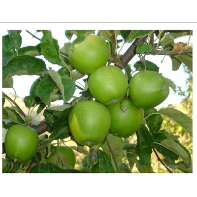 'Granny Smith' alma - Extra méretű koros almafa