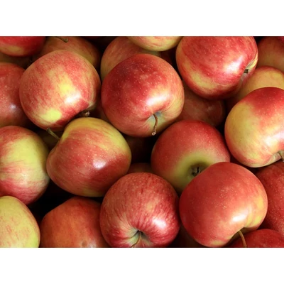 'Elstar' almafa törpe, balkon - M26 alanyon