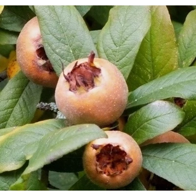 'Szentesi Rózsa' naspolya (Mespilus germanica)