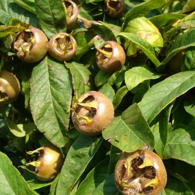 'D'Ooctobre' – Naspolya (Mespilus germanica)