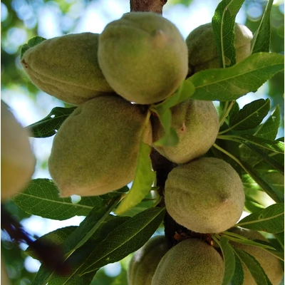 'Budatétényi 70' mandula