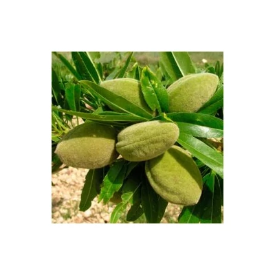 'Tétényi rekord' mandulafa - Extra méretű koros mandula