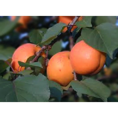 'Goldrich' (syn.: 'Sungiant', 'Jumbo Cot') rezisztens kajszibarackfa