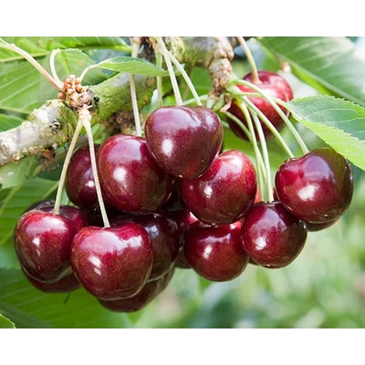 'Germersdorfi 3' cseresznyefa - Extra méretű koros