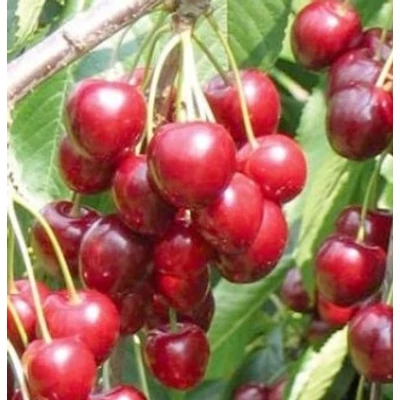 'Katalin' cseresznye - Extra méretű koros cseresznye