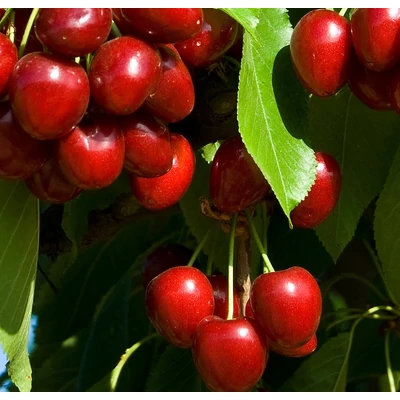 'Münchebergi korai' cseresznyefa