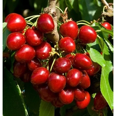 'Stella' cseresznyefa (öntermékeny)