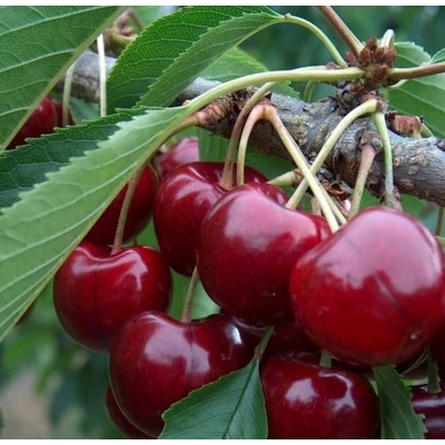'Carmen' cseresznye - Extra méretű koros cseresznyefa