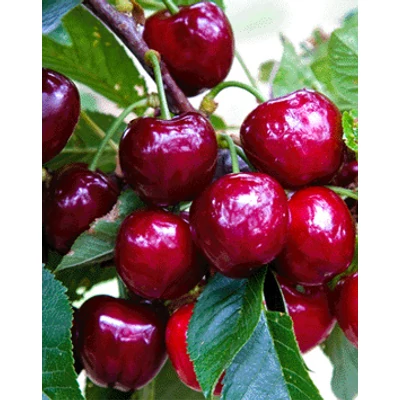 'Linda' cseresznyefa - Extra méretű koros